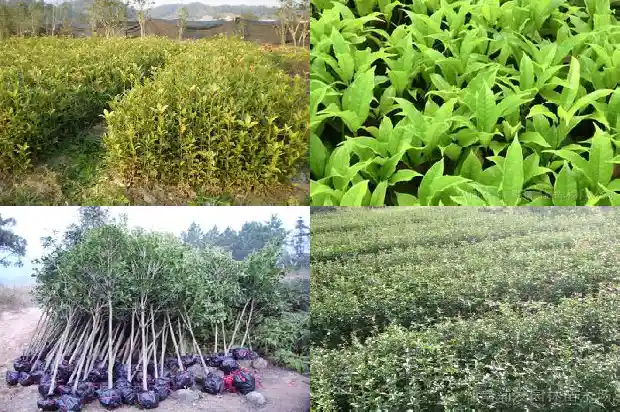 桂花树买多少钱一颗好养的盆栽1683421693412