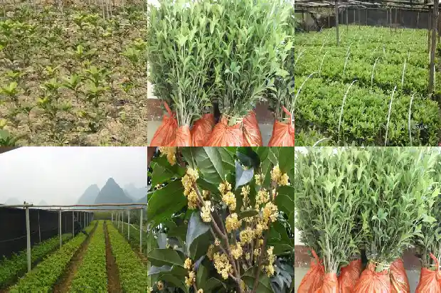 桂花树可以种子种植吗1683421712943