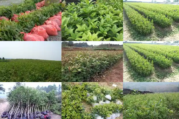 桂花树可以种子种植吗1683421712991