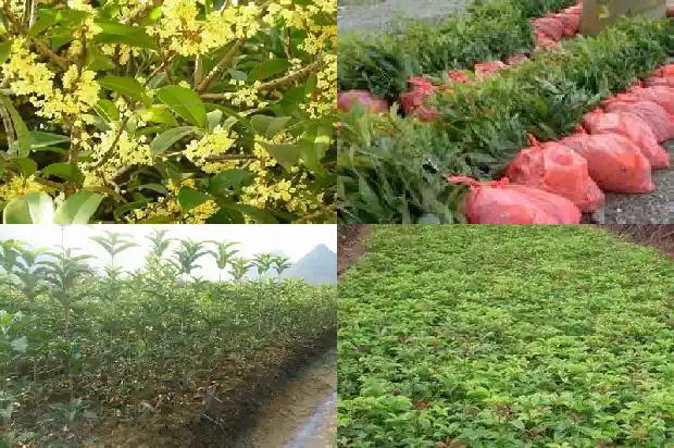 桂花树可以种子种植吗1683421713039