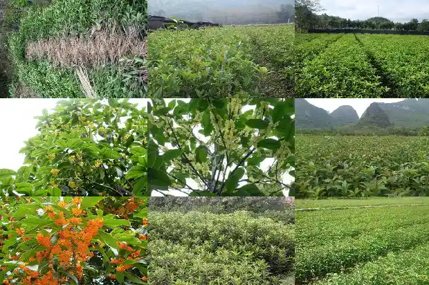 桂花树苗种植方法和时间1683421732876
