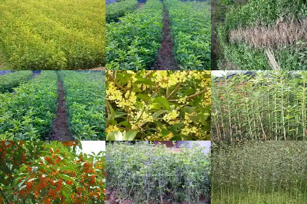 桂花树苗种植方法和时间1683421732924