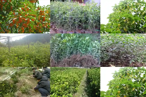 桂花树苗种植要多久成活1683421757234