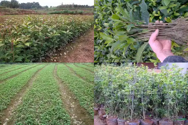 桂花树苗种植要多久成活1683421757330