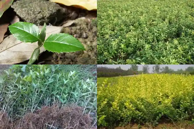 桂花树苗种植用什么土1683421773121