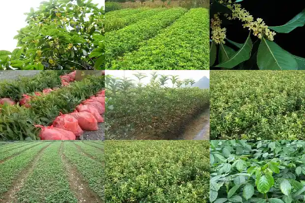 桂花树苗种植方法间距1683421795004