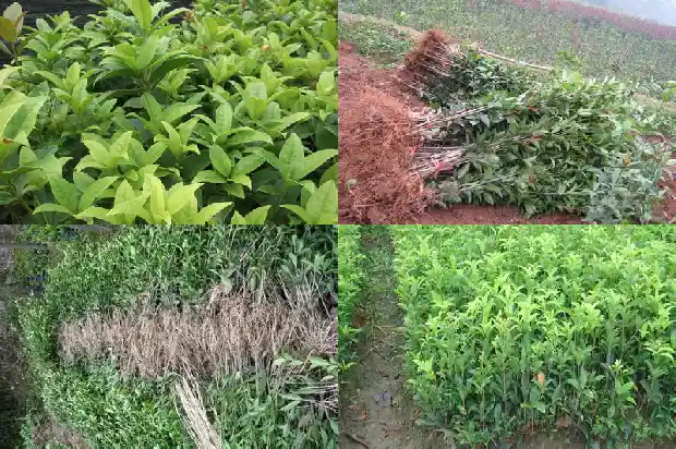 桂花树苗种植方法间距1683421795051