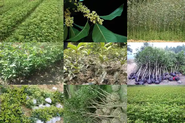 桂花树苗种植方法间距1683421795146