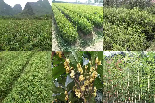 七彩桂花树苗基地在哪里1683421850573