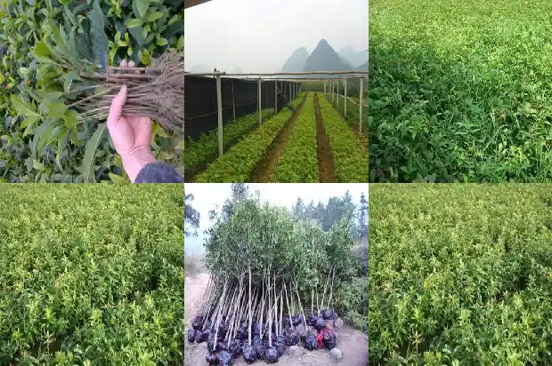 七彩桂花树苗基地在哪里1683421850621
