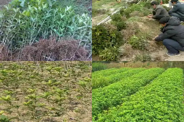 七彩桂花树苗基地在哪里1683421850669