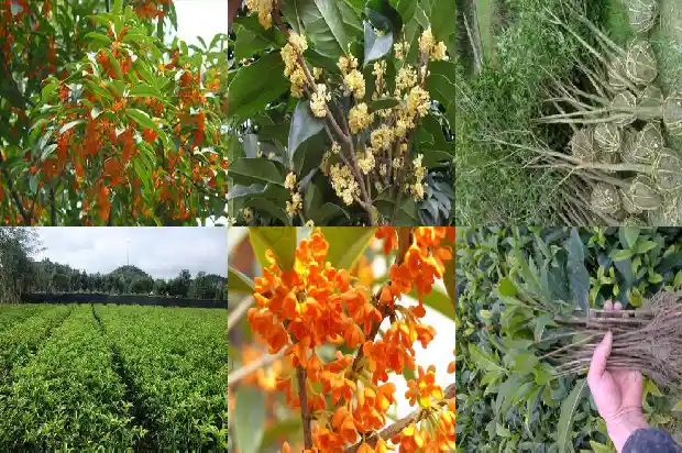 桂花泡茶什么功效最好1689381534923