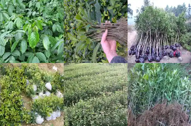 七彩桂花树开花吗1683421946693