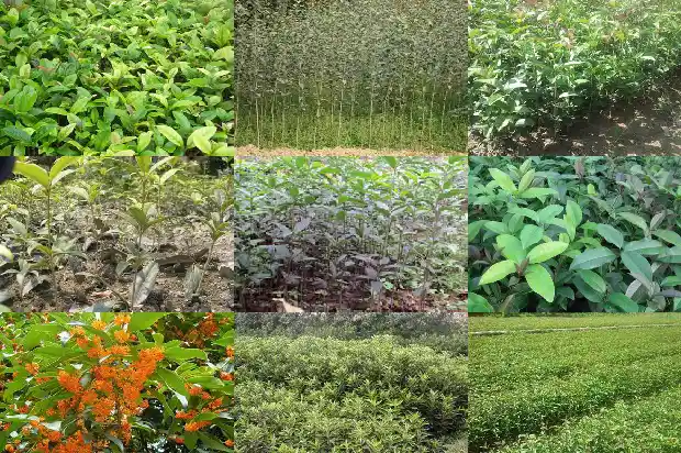 七彩桂花树开花吗1683421946741