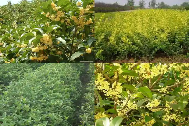 七彩桂花树开花吗1683421946789