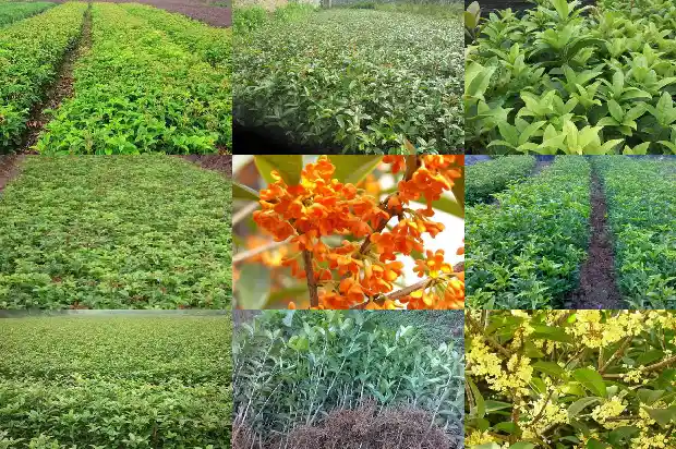 七彩桂花开什颜色的花1683421965839