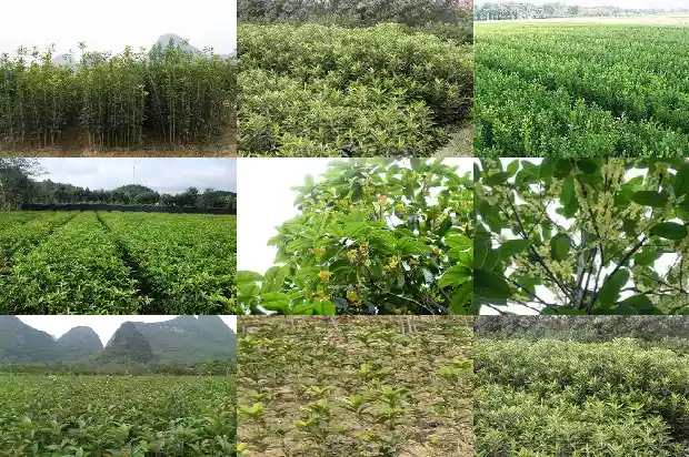 七彩桂花开什颜色的花1683421965933