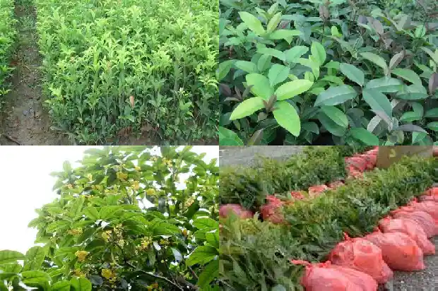 干桂花泡酒的功效与作用是什么1689576863076
