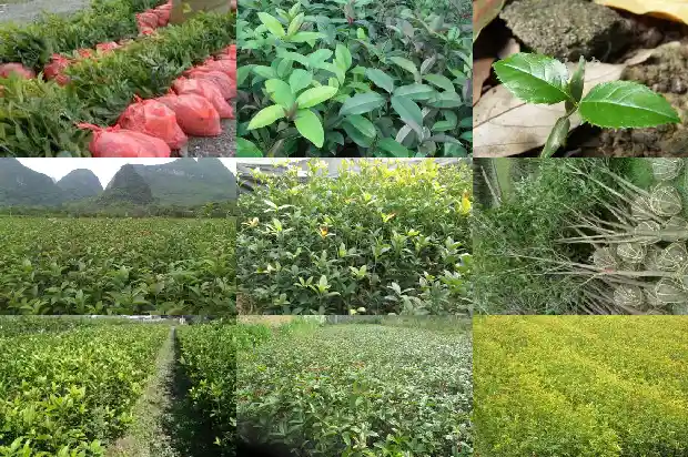 桂花树幼苗多少年长成1683421997372
