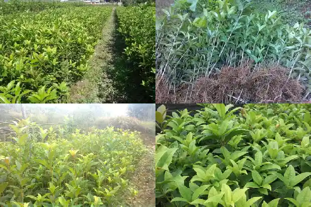 八月桂花树价格表6公分多少钱1689726320116