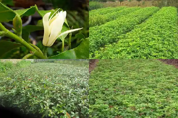 盆栽桂花苗怎么种植方法1683422044625