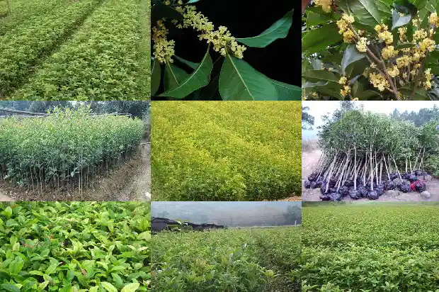 盆栽桂花苗怎么种植方法1683422044720