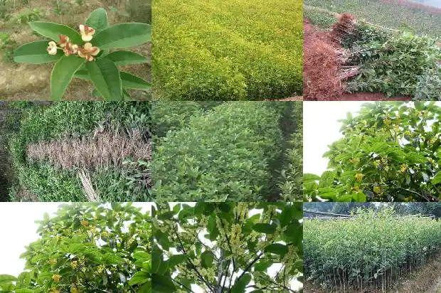 盆栽桂花苗怎么种植方法1683422044768