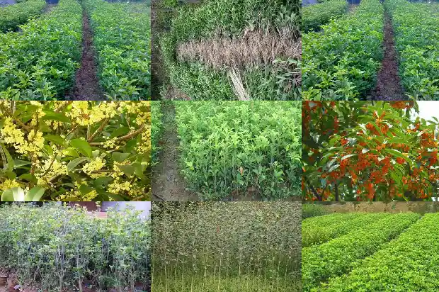 盆栽桂花苗哪个地方的好1683422056859