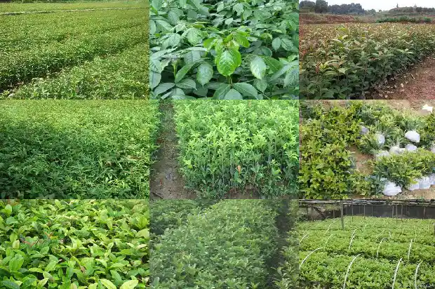 盆栽桂花苗主干一半变苗什么意思1683422064290