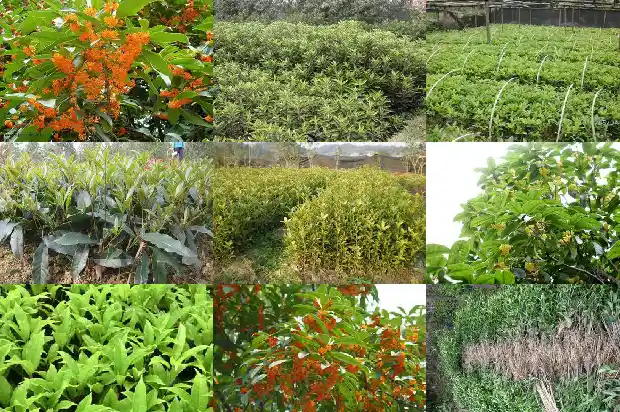 四季桂花什么样子1690763987460
