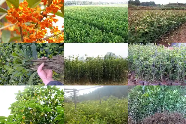 桂花树批发价格最便宜的地区是哪里1689838056987