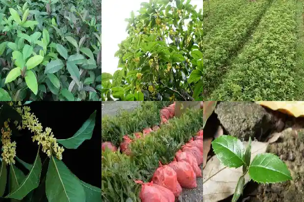 桂花茶作用与功效与禁忌1689381277046