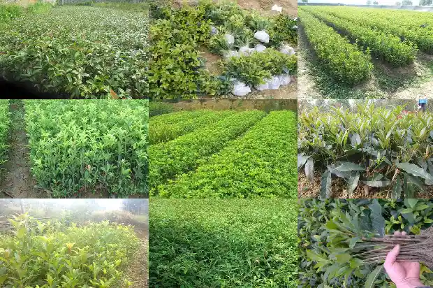桂花树多远种一棵好1690591488269