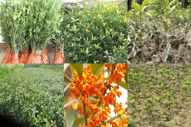 金桂银桂花怎么吃1683422128175