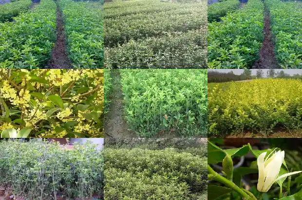 桂花怎样吃好吃1683422140032