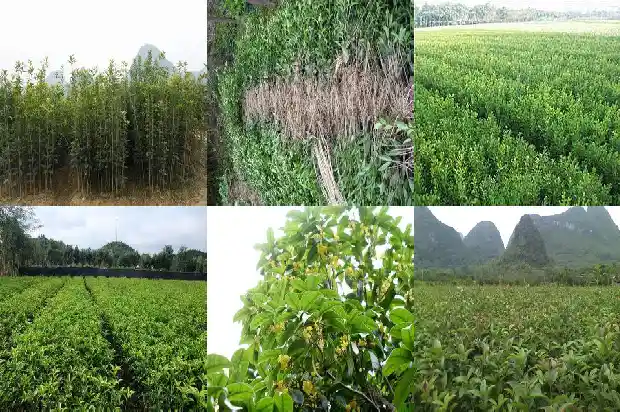 桂花怎样吃好吃1683422140080
