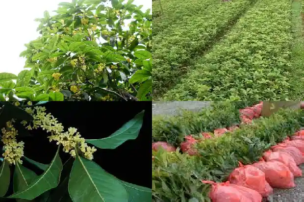 桂花怎样吃好吃1683422140176