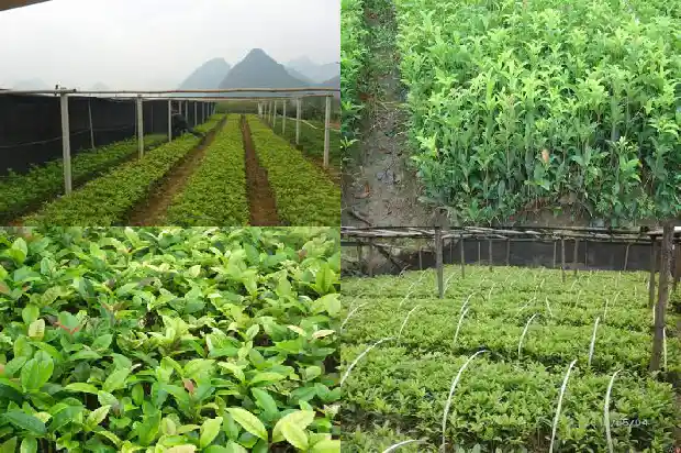 金桂的桂花可以吃吗1683422159517