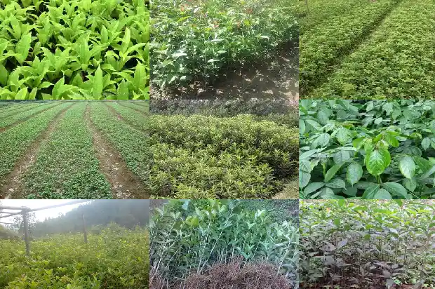 金桂的桂花可以吃吗1683422159563