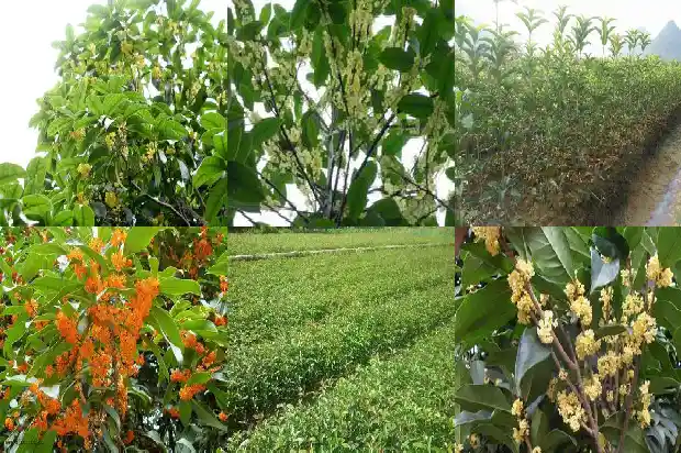 金桂的桂花可以吃吗1683422159611
