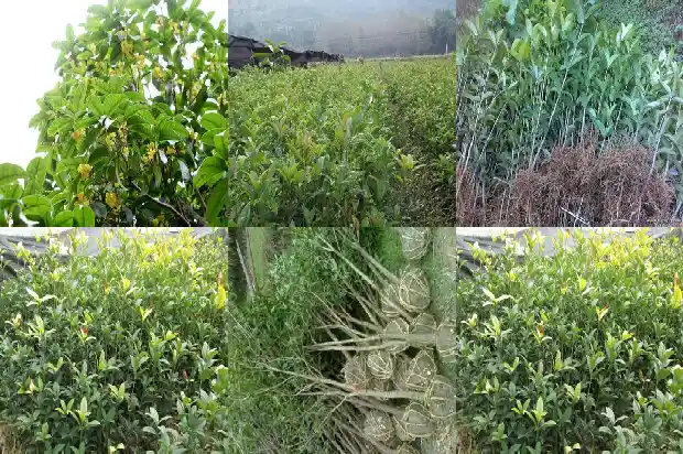 四季桂花树和八月桂花树的区别是什么意思1683422167397