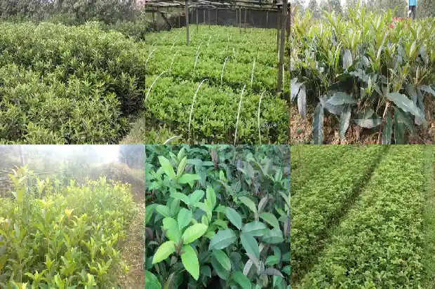 四季桂花树和八月桂花树的区别是什么意思1683422167445