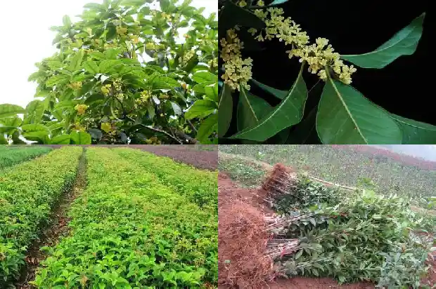 四季桂花树和八月桂花树的区别在哪里呢1683422177453