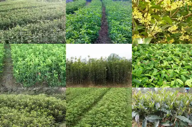 八月桂和四季桂花的区别是什么呢1683422190427