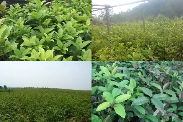 八月桂和四季桂花的区别在哪里1683422202418