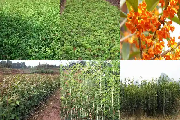 八月桂和四季桂花的区别在哪里1683422202514