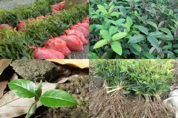 八月桂花与四季桂的区别在哪1683422214393