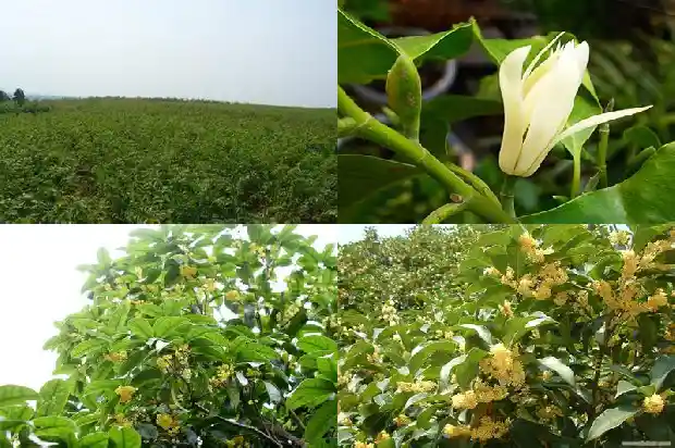 桂花8月不开花的原因是什么1688948158796