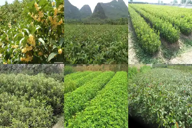 桂花是四季桂好还是八月桂好呢1683422226376