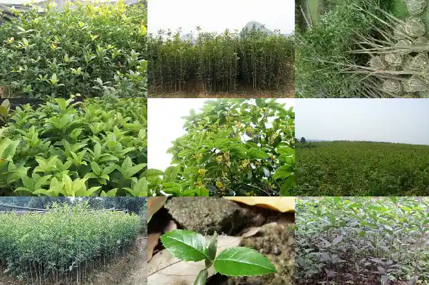 桂花是四季桂好还是八月桂好呢1683422226424